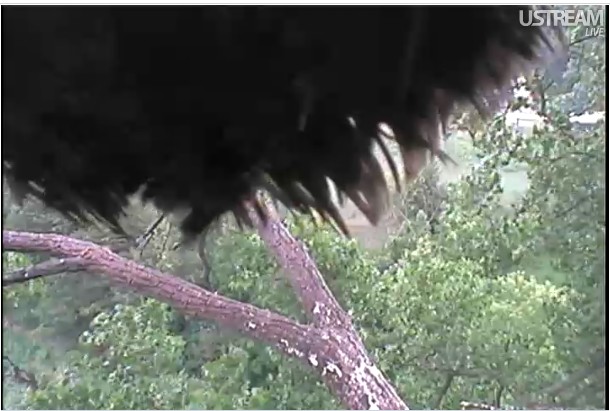 Eagles on live !!! - Page 5 2012_6_16__D14 sur la cam